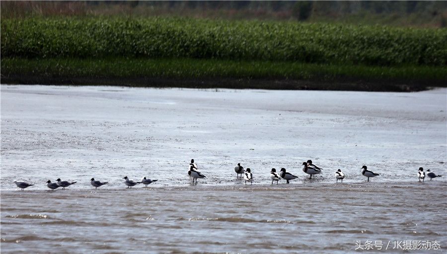 黑嘴鸥、翘鼻麻鸭在辽河绿水湾风景区栖息享受初夏暖阳