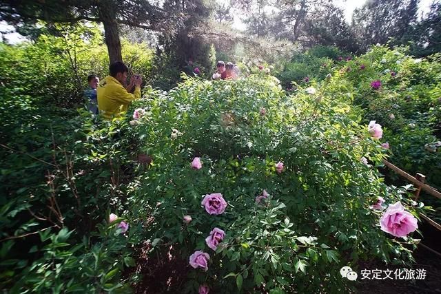 安定：西岩牡丹醉游人，花开时节动凤城