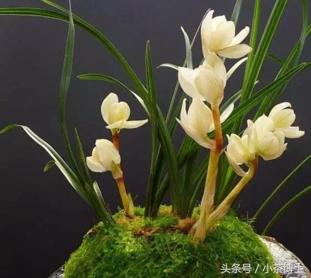 国内最贵的“兰花”3朵花4根苗价值1500万元!兰花名太奇特
