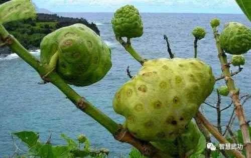 10大最不常见的水果,第一在中国禁止出口,国宝