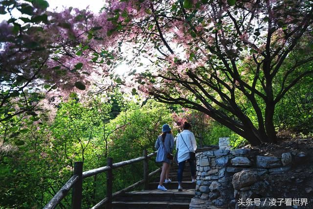 黄栌的春天比红叶更美，五月黄栌花开了，赶快来赏花吧