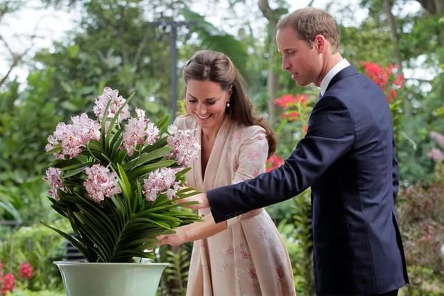 7年前,威廉和凯特参观植物园,王子看到戴安娜