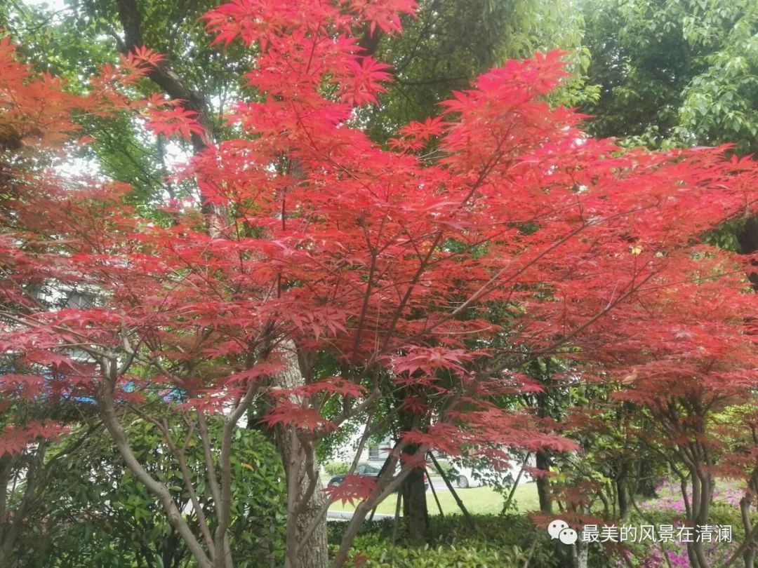 第715季 孔子学院公派教师出国考试攻略