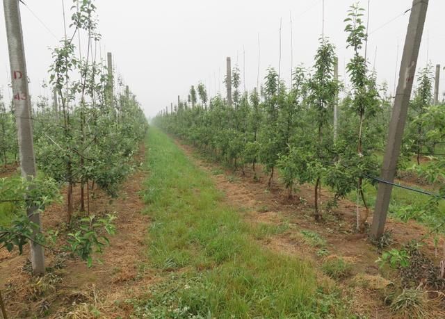 苹果树栽培技术｜新建果园六管理