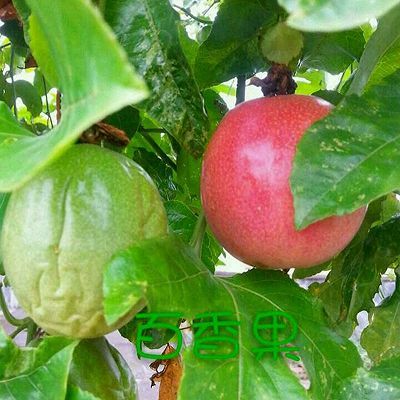 蜂蜜百香果柠檬汁