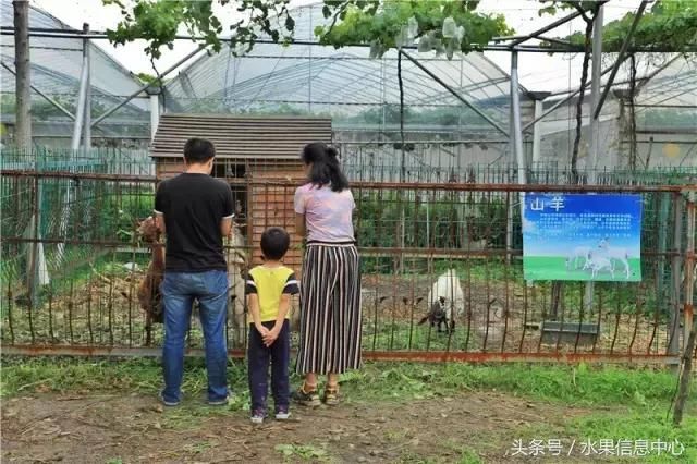 两代人的匠心，只为打造一颗可以连皮吃的美味葡萄