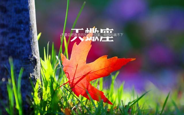 天蝎座双子座生日语图片