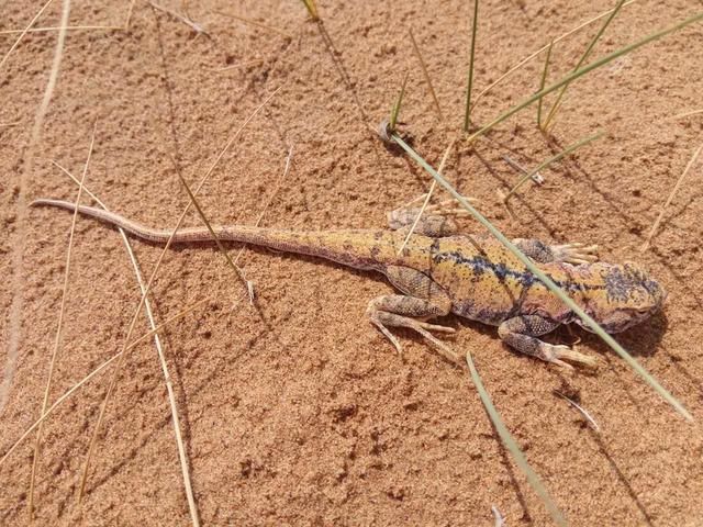 质朴回归,简单存在--腾格里沙漠徒步、露营