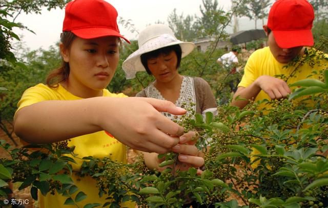 前景巨大!种植大户600亩花椒,赚500万!到底是怎么做到的?