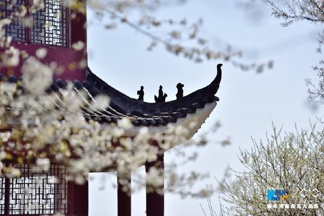 无人机之旅｜春到云龟山 樱花浪漫开