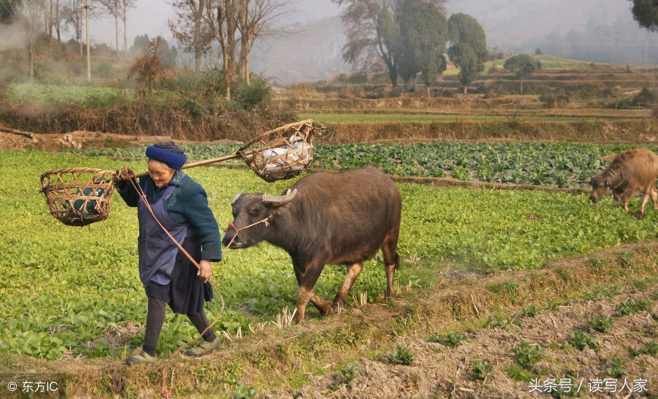 耕牛犁地，留下的不仅仅是劳动的热闹场面，更是一道美丽的风景