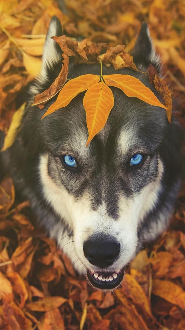 听说你喜欢萌宠?萌猫壁纸、萌狗壁纸送你了,价