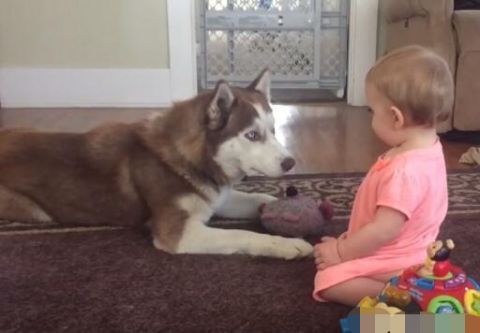 宝宝在一边玩玩具,狗子突然一脸严肃抢走了,下