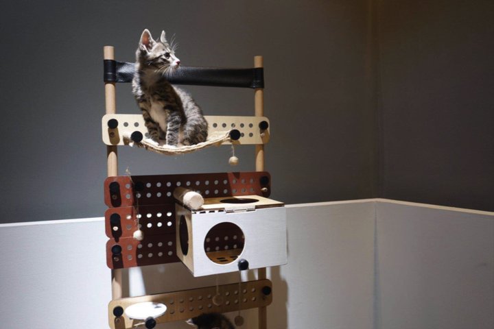 宁波诺丁汉大学撸猫女生 被全球排名第一的艺