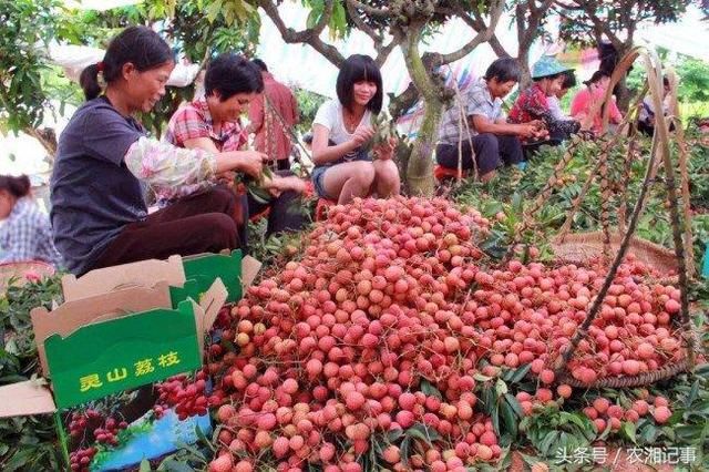 农民种植一直被视为珍贵的补的它，年入十几万元