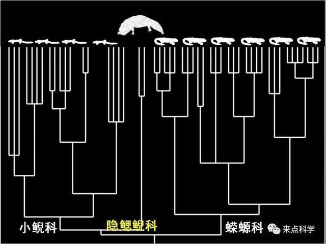 科技日报记者 李大庆 活物者 动物、植物、微生物也 誌者,记载也 活物誌者 记载一切与活物相关的稀奇事也 曾被列为极度濒危物种的娃娃鱼(学名中国大鲵),近些年已大量养殖成功,并允许食用。然而这个成功的保护案例可能要被改写了。 国际学术期刊《当代生物学》北京时间5月22日零时在线发表论文,最新完成的基于基因组水平数据揭示,中国大鲵至少由5个物种(推测有可能为8个)组成。 这一成果打破了此前学界一直以来认为的中国大鲵是一个物种的结论,对今后我国大鲵的保护策略提供了新的科学指导和依据。科学家们因此呼吁