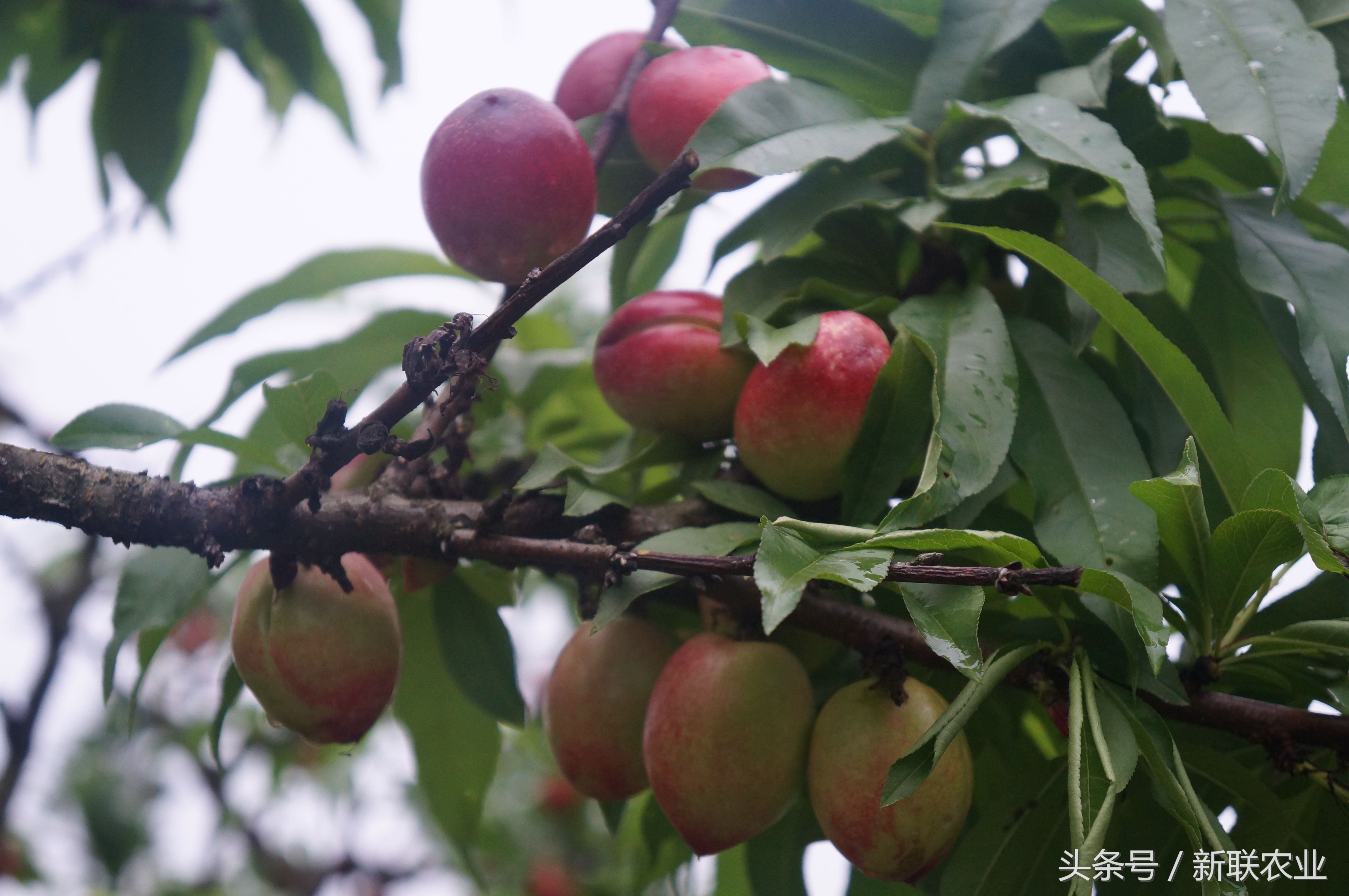 五月正是吃油桃的季节 来自美丽乡村的油桃