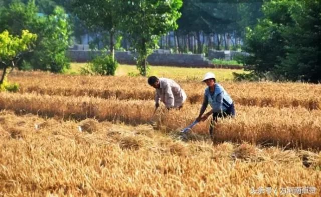 紧急通知！伊川、宜阳、嵩县各乡镇的洛阳人请速回老家！因为……