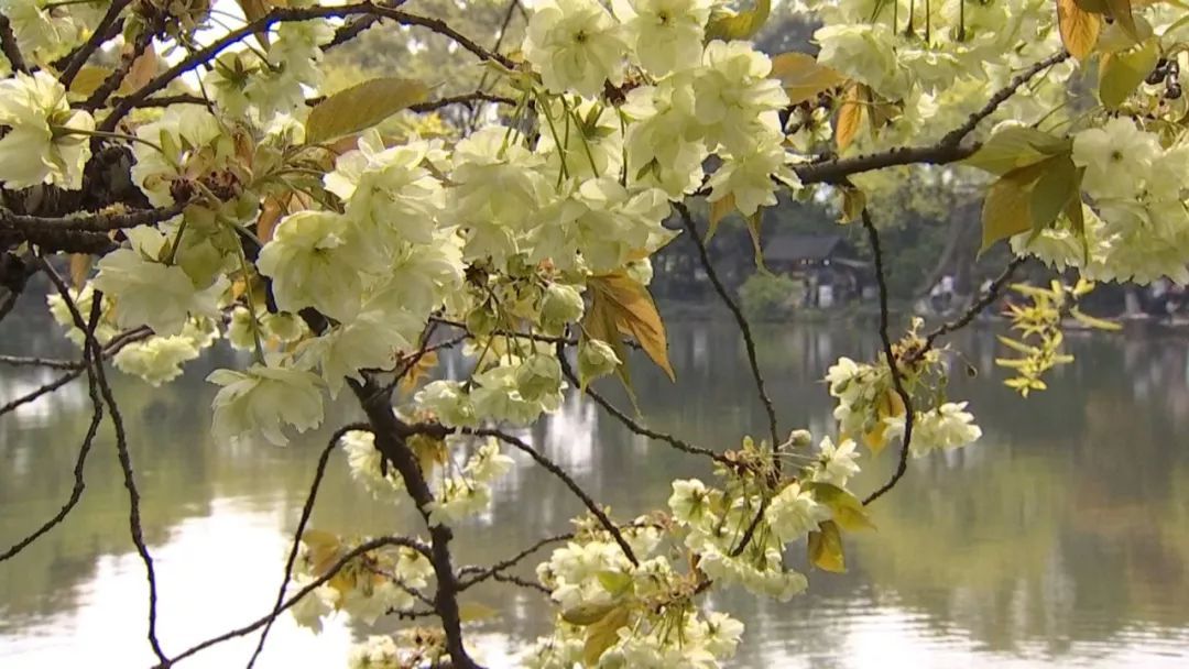 樱花还有绿色的？三潭映月这棵绿樱堪比“国宝级”大熊猫