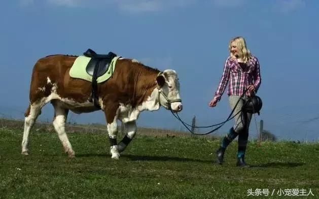 15岁女孩把一头牛训练成一匹赛马,让人不得不
