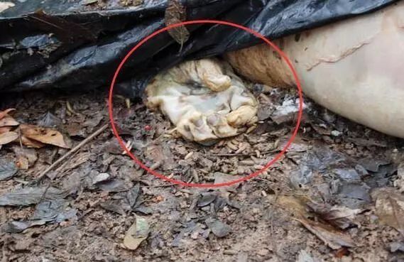 动贵州的杀人割皮碎尸案,警方仅凭一枚纹身追