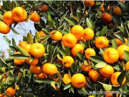 「行情播报」各种柑橘在各果行的成交价 仅供