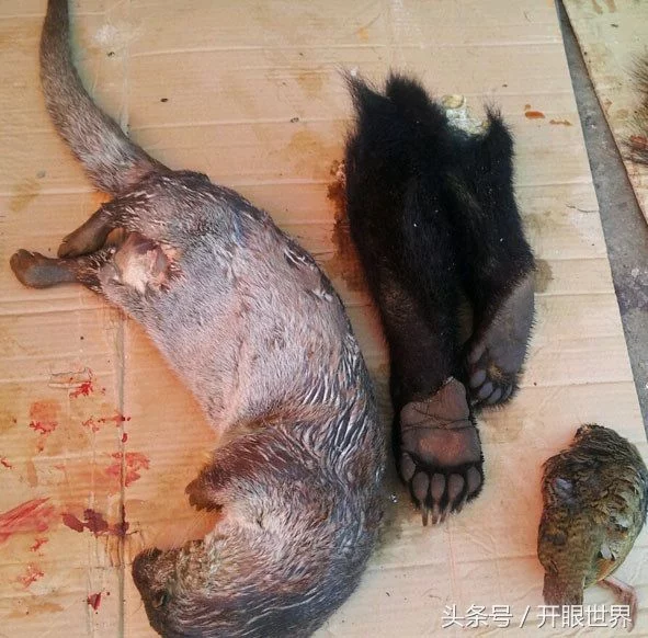 缅甸才是吃货天堂 熊掌500元 虎肉按斤卖