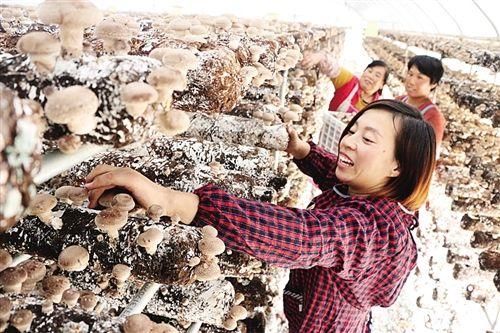 山东滨州:大棚香菇铺富路