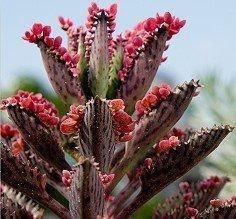 这几种花,种在花盆中不用管就能活