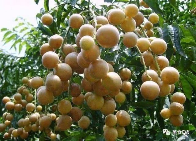 南方这种水果可以降火,还可以防治流行性感冒