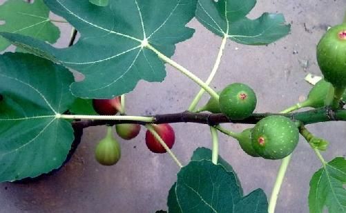 怎样快速发芽的方法 t01b0f8c516fff59313.jpg