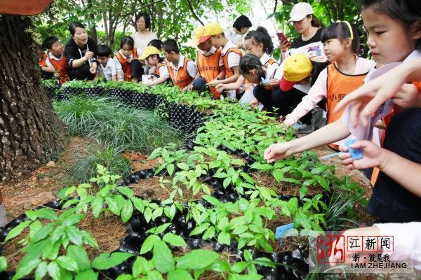 林下种草药 学生来认领