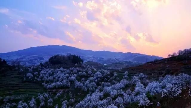 云南一场“梨花雨”，开出了地球上最美的春天！