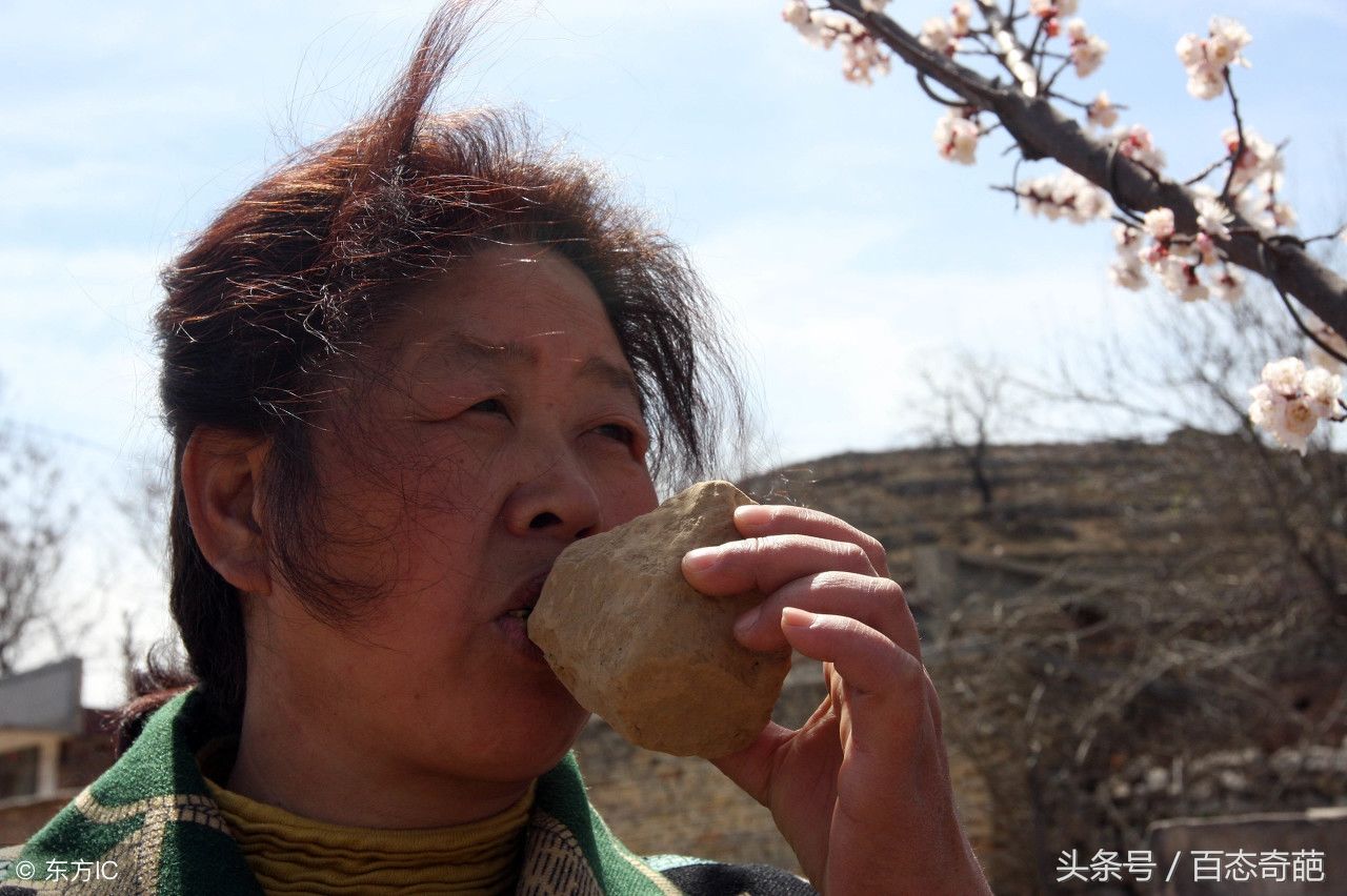 河北石家庄青泉村，48岁的农妇樊千荣正在一棵杏树下吃土