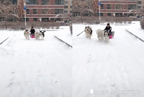 小伙雪地遛雪橇三傻,仔细一看不淡定了,不愧