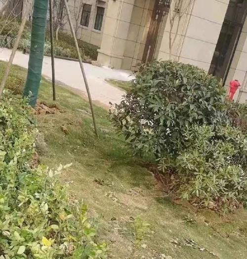 物业绿化