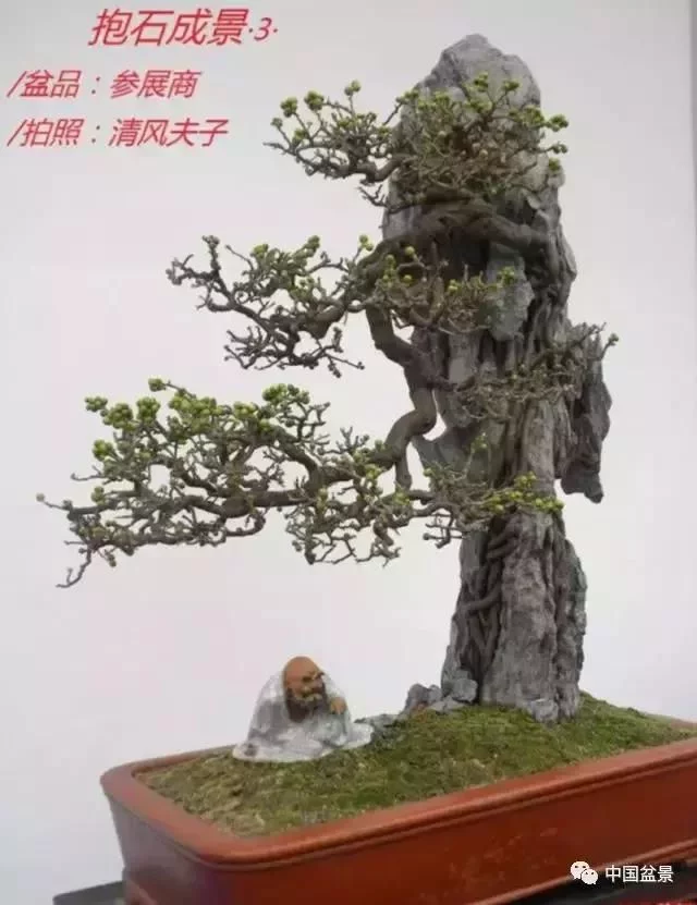 欣赏典雅新奇抱石盆景,学习抱石盆景制作技巧 - 武汉老徐 - 武汉老徐的博客 欣赏典雅新奇抱石盆景,学习抱石盆景制作技巧 - 武汉老徐 - 武汉老徐的博客