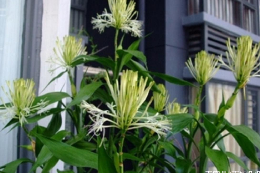 富贵竹几根才是最好的 t01b1b4e711d13f58e9.jpg