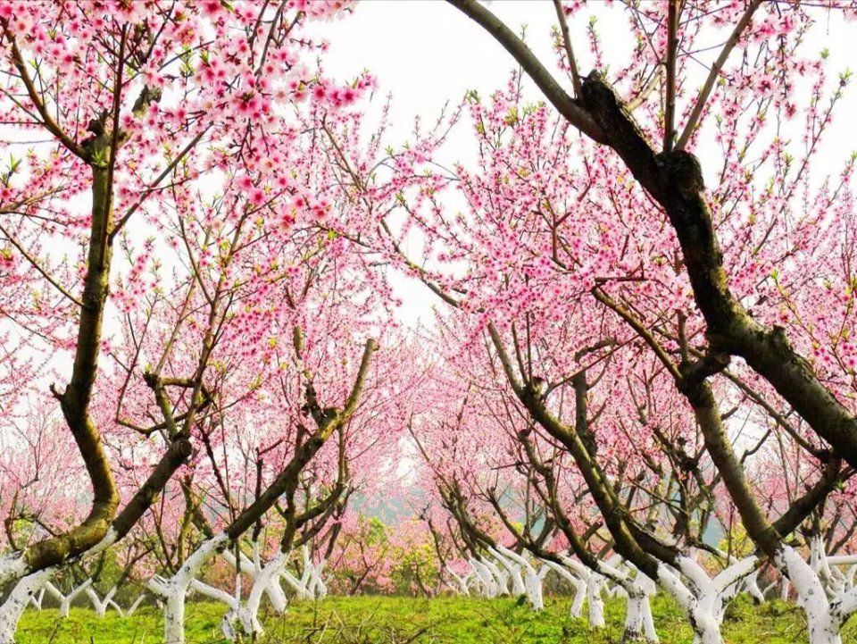 快收下这份湖北“醉美”赏花攻略，让花海承包你的整个春天