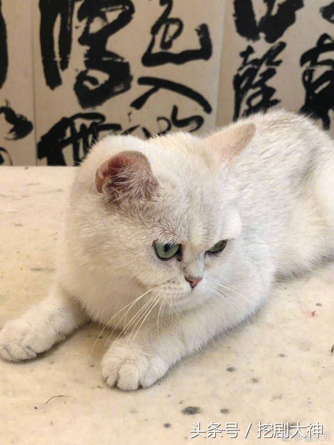 崔永元和他的猫咪战友