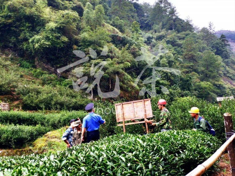 潮头借势,推动茶产业健康可持续发展 | 武夷山