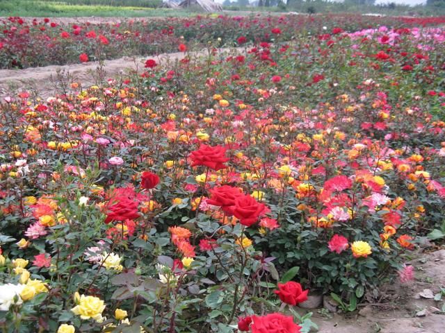 月季不开花怎么办,关键是修剪!养好月季花还要