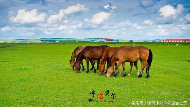 夏天去呼伦贝尔旅游,这些线路及注意事项,你要知道!