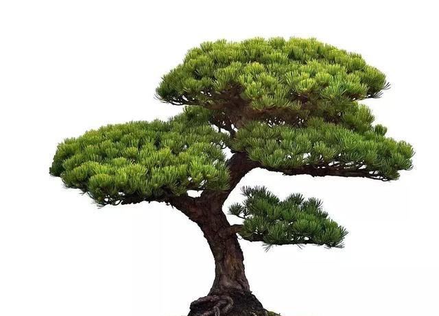 休眠期栽植树桩应注意的问题? 皇冠国际社区娱乐