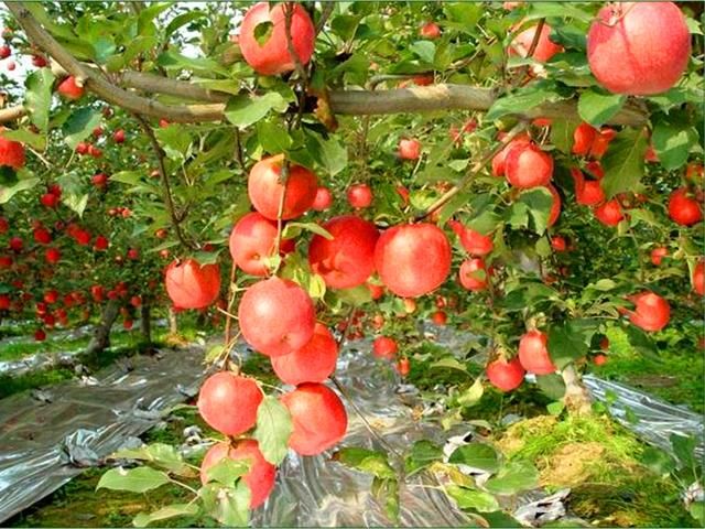 天天吃的苹果是怎么长出来的?快来看看吧