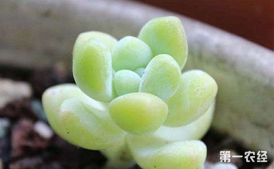 多肉植物天使之泪怎么养?天使之泪的繁殖方法