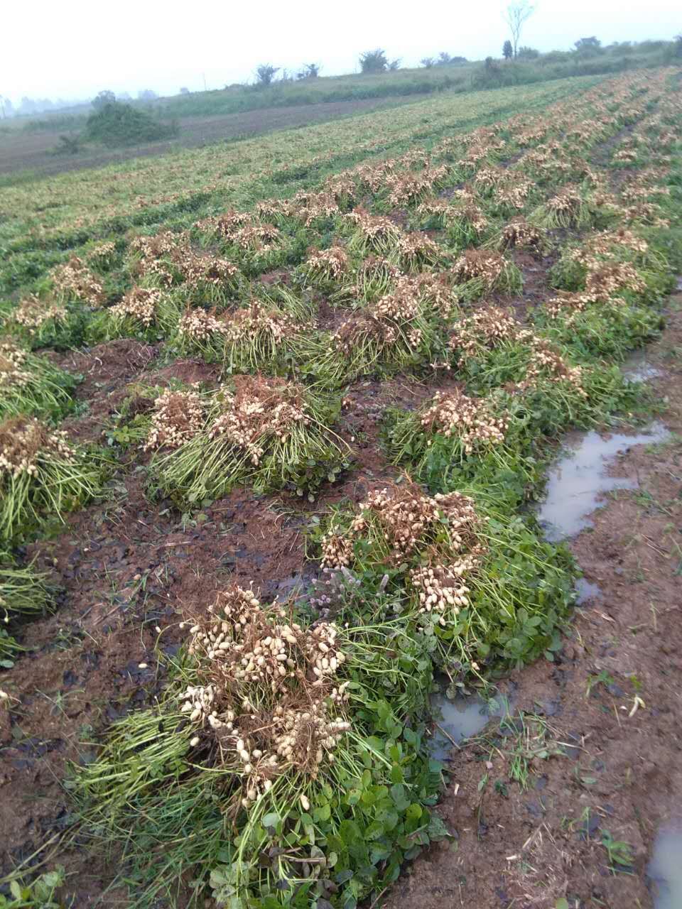 今年《2018》年小麦保险,农民应该缴,还是不缴