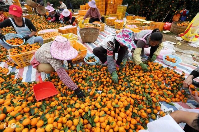 果农卖蜜桔几毛一斤没人收,有人却靠柑橘皮渣