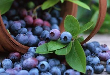 小小蓝莓利润高,他的蓝莓种植园产量达6000斤