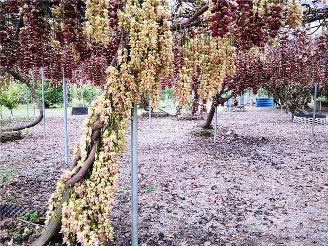 周六免费!广州附近这片禾雀花海没爆了,千万别错过了...